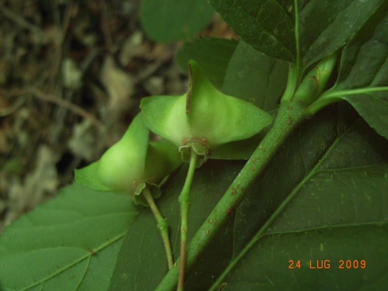 Euonymus latifolius / Fusaggione maggiore